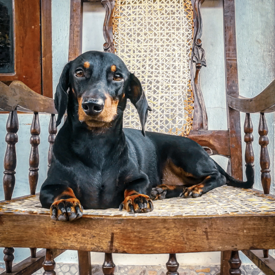 black and tan dachshund black and tan dachshund on a chair